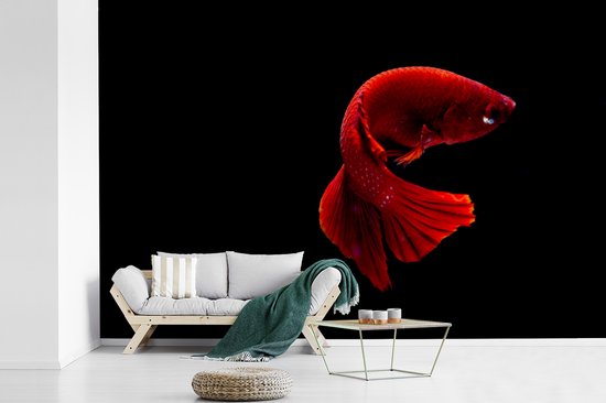 Papier peint photo peint photo vinyle - Poisson combattant siamois rouge sur fond noir largeur 600 cm x hauteur 400 cm - Tirage photo sur papier peint (disponible en 7 tailles)
