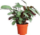 PLNTS - Ctenanthe Amagris - Kamerplant - Kweekpot 12 cm - Hoogte 20 cm
