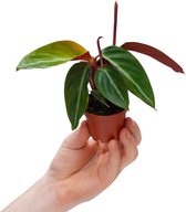 PLNTS - Baby Stromanthe Sanguinea - Kamerplant - Kweekpot 6 cm - Hoogte 15 cm