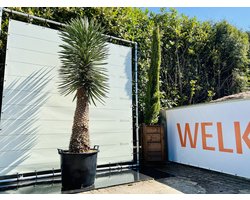 Palmboom - Yucca Filifera - Palmlelie - Winterhard - Pot ⌀ 38cm - Hoogte  250-280cm