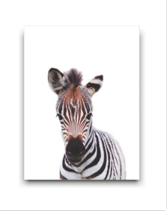 Schilderij Canvas Jungle Baby Zebra - Kinderkamer - Dieren Doek - Babykamer / Kinder Doek - Babyshower Cadeau - Muurdecoratie - 50x40cm - FramedCity