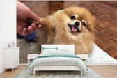 Vinyle mural Papier peint photo - rencontres pomeranian largeur 295 cm x hauteur 220 cm - impression sur le papier peint photo (disponible en 7 tailles)