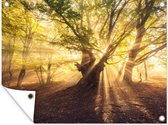 Tuinposter - Boom - Tuin - Bos - Zon - Wanddecoratie - 80x60 cm - Tuindoek - Tuindecoratie