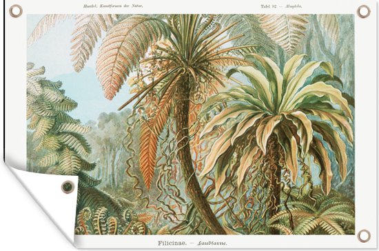 Tuinposter - Kunst - Vintage - Ernst Haeckel - Tuin - Schuttingposter - Varens - 120x80 cm - Bomen - Wanddecoratie - Tuindoek - Buitenposter