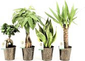 Amazone Mix in Iron-Leaf ↨ 35cm - 4 stuks - hoge kwaliteit planten