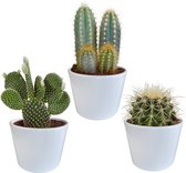 Cactussen van Botanicly – 3 × Cactus mix 10,5 cm in witte pot | 3 stuks in witte Keramiek pot als set – Hoogte: 15 cm – Cactus mix - white (2)