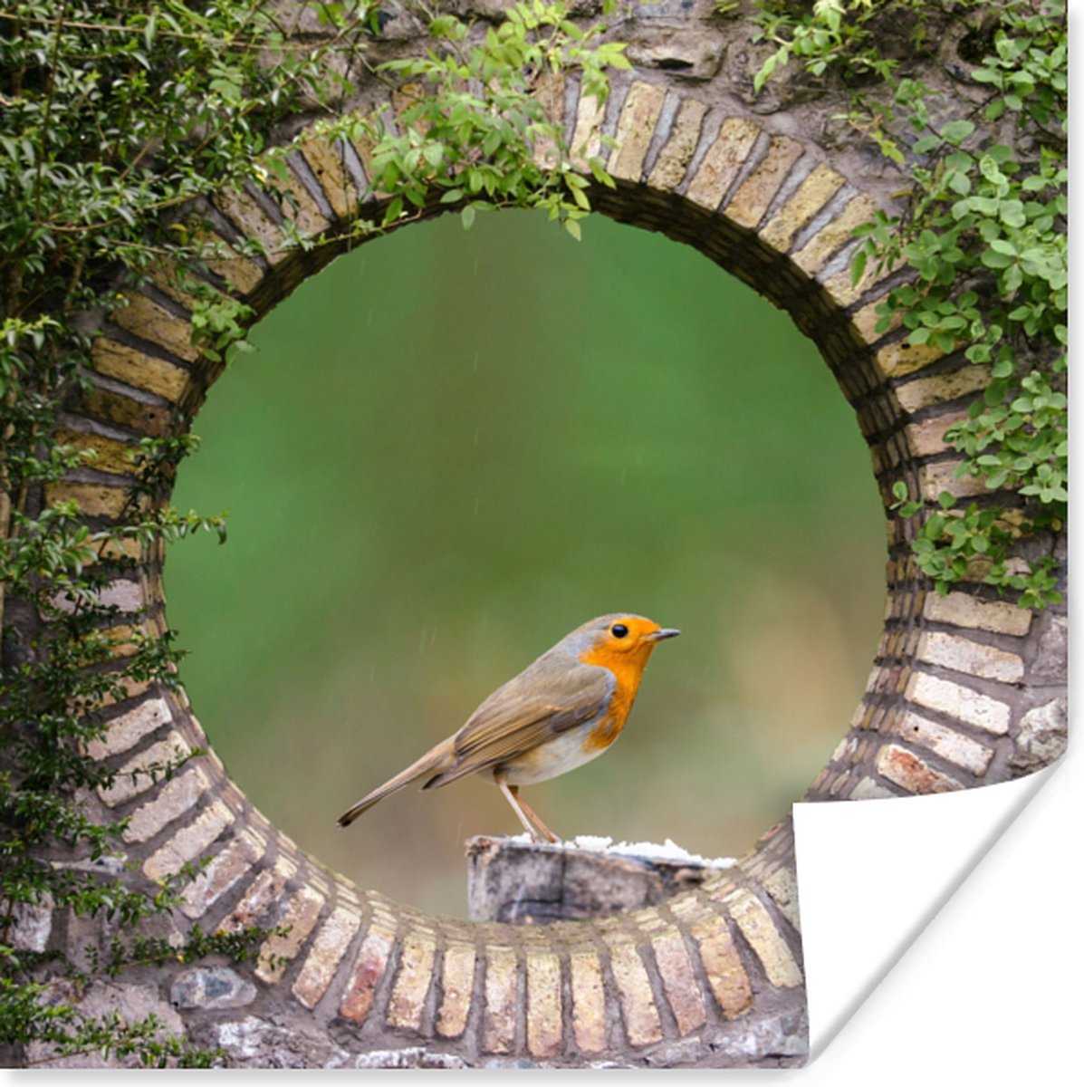 Poster Vogel - Doorkijk - Roodborstje - 75x75 cm