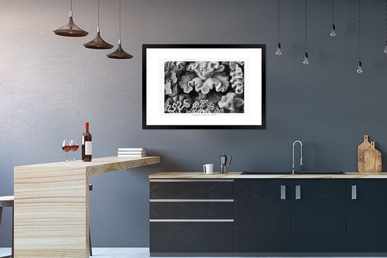 Cadre photo avec affiche - Art - Corail - Ernst Haeckel - Maîtres anciens - Nature - 90x60 cm - Cadre pour affiche