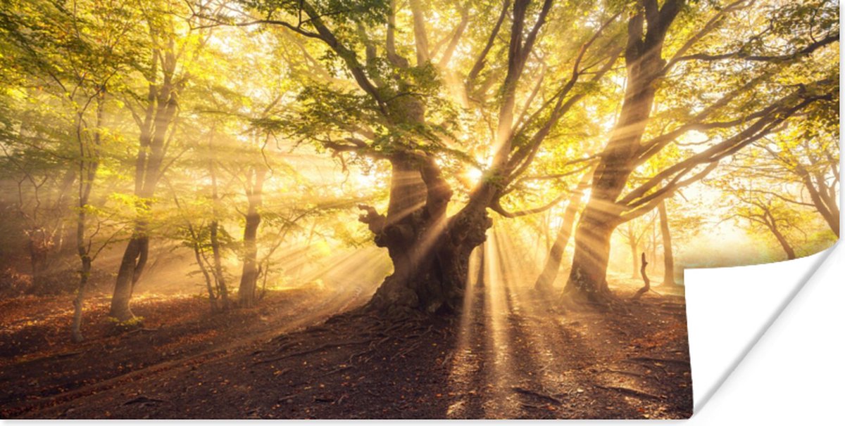 Poster Boom - Bos - Zon - 160x80 cm