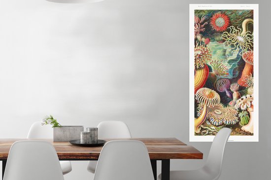 Affiche Ernst Haeckel - Anémone - Rétro - Actinae - 60x120 cm