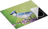 Chefcare Inductie Beschermer Blauwe Gaai Vogel op een Tak - Kleur - 65x52 cm - Afdekplaat Inductie - Kookplaat Beschermer - Inductie Mat