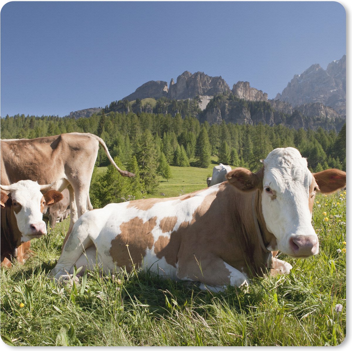 Muismat XXL 60x60 cm - Bureau onderlegger - Bureau mat Koeien - Gras - Zwitserland - Bureaumat - Gaming mousepad xl - Bureaulegger groot - Computer deskmat