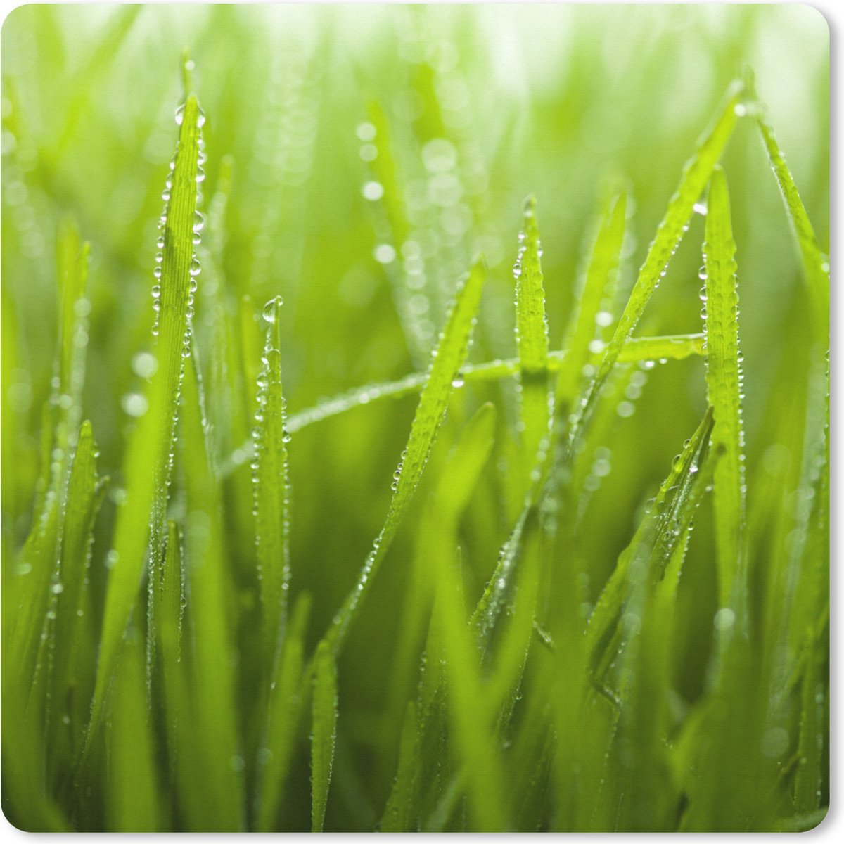 Muismat XXL 80x80 cm - Bureau onderlegger - Bureau mat Vroege dauwdruppels op gras - Bureaumat - Gaming mousepad xl - Bureaulegger groot - Computer deskmat