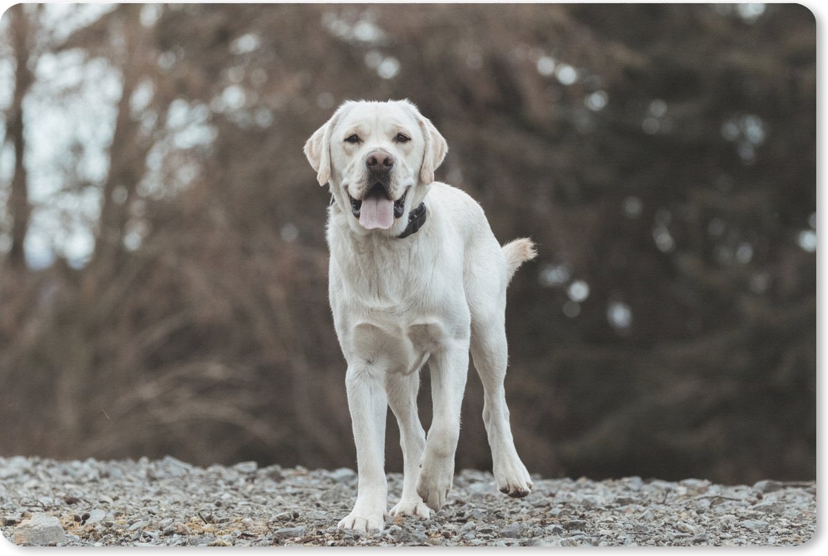 Muismat XXL 90x60 cm - Bureau onderlegger - Bureau mat Een witte Labrador Retriever op de stenen - Bureaumat - Gaming mousepad xl - Bureaulegger groot - Computer deskmat