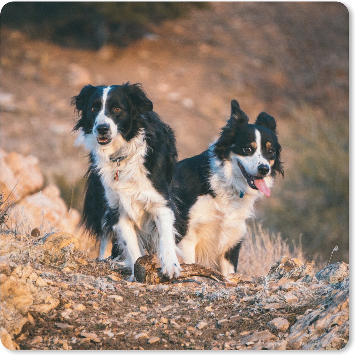 Muismat XXL 40x40 cm - Bureau onderlegger - Bureau mat Border Collies op een wandeling in de bergen van Utah - Bureaumat - Gaming mousepad xl - Bureaulegger groot - Computer deskmat