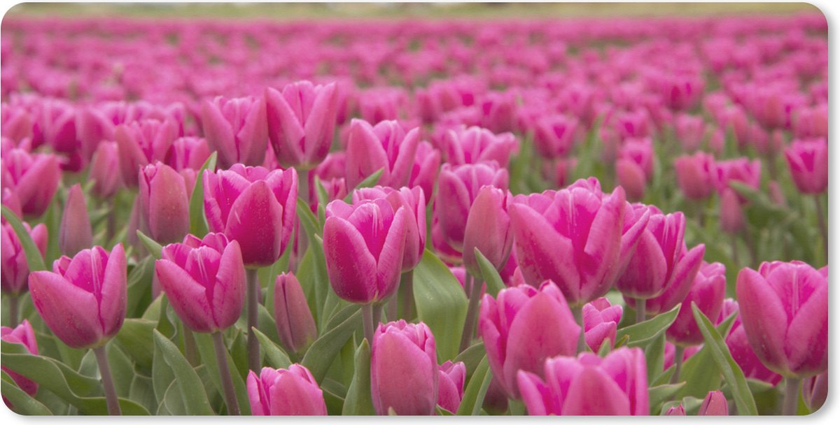 Muismat XXL 120x60 cm - Bureau onderlegger - Bureau mat Roze tulpen en windmolen - Bureaumat - Gaming mousepad xl - Bureaulegger groot - Computer deskmat