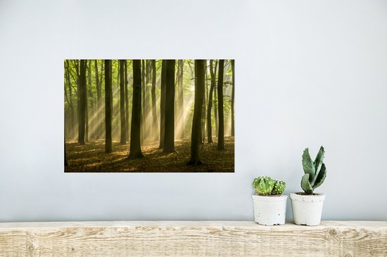 La lumière du soleil d'automne brille sur les vieux arbres Poster 30x20 cm - petit - Tirage photo sur Poster (décoration murale salon / chambre)