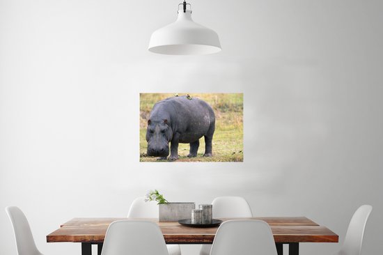 Affiche Hippopotame sur terre sèche 60x40 cm - Tirage photo sur Poster (décoration murale salon / chambre) / Poster Animaux