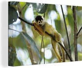 Singe écureuil couché sur une branche 180x120 cm - Tirage photo sur toile (Décoration murale salon / chambre) / Animaux sauvages Peintures XXL / Groot format!