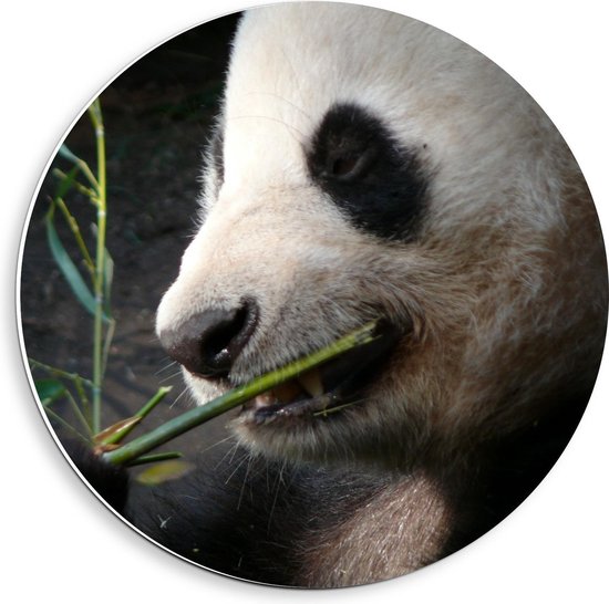 Forex Wandcirkel - Bamboe etende Panda - 40x40cm Foto op Wandcirkel (met ophangsysteem)