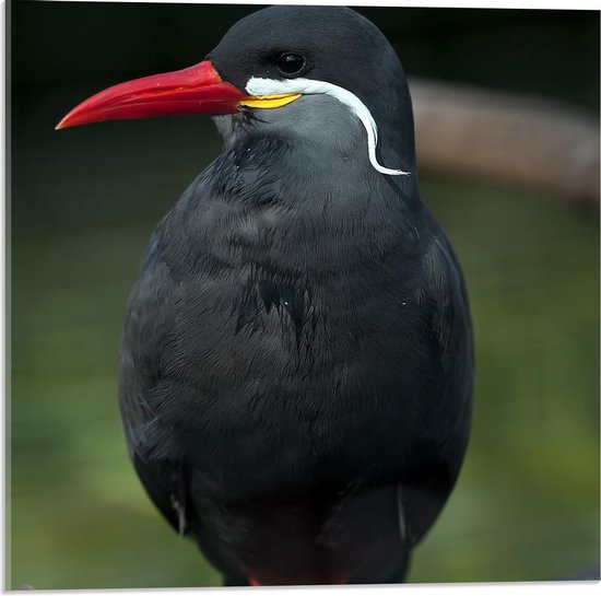 Acrylglas - Zwarte Vogel met Rode Pootjes en Snavel - 50x50cm Foto op Acrylglas (Wanddecoratie op Acrylglas)