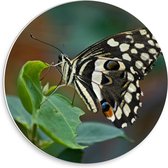 Forex Wandcirkel - Gestippelde Vlinder op Blaadje - 30x30cm Foto op Wandcirkel (met ophangsysteem)