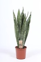 Kamerplant van Botanicly – Vrouwentongen – Hoogte: 70 cm – Sansevieria Zeylanica