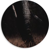 Dibond Wandcirkel - Olifantenslurf - 80x80cm Foto op Aluminium Wandcirkel (met ophangsysteem)
