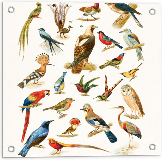 Tuinposter – Getekende Vogelsoorten - 50x50cm Foto op Tuinposter  (wanddecoratie voor buiten en binnen)