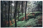 Dibond - Heuvel in het Bos - 60x40cm Foto op Aluminium (Met Ophangsysteem)