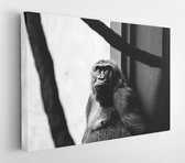Monochrome photo of monkey leaning on wall  - Modern Art Canvas - Horizontal - 3347245 - 80*60 Horizontal