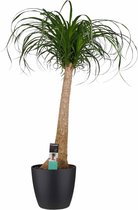 Hellogreen Kamerplant - Beaucarnea Olifantenpoot - 90 cm - Elho Brussels zwart