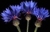 Onlinecanvas - Schilderij - Cornflowers Isolated On Art Horizontal Horizontal - Multicolor - 60 X 80 Cm