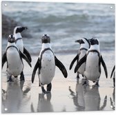 Tuinposter – Groep Pinguïns - 80x80cm Foto op Tuinposter  (wanddecoratie voor buiten en binnen)