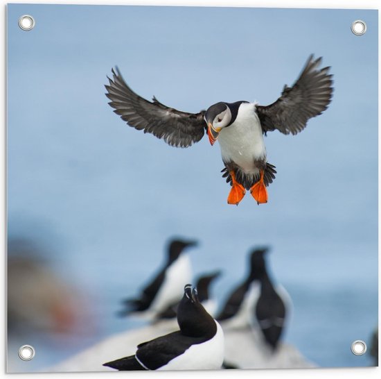 Tuinposter – Vliegende Zwart/Wit/Oranje Vogel  - 50x50cm Foto op Tuinposter  (wanddecoratie voor buiten en binnen)