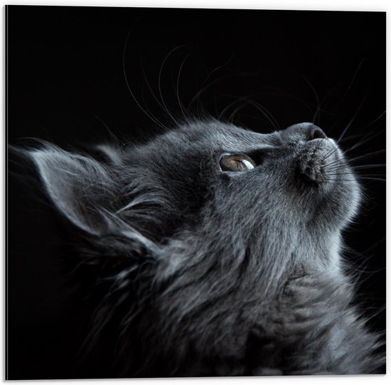 Dibond - Grijze omhoogkijkende Kat Zwarte Achtergrond - 50x50cm Foto op Aluminium (Wanddecoratie van metaal)