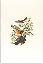 Poster – Getekende Vogels op een Takje - 80x120cm Foto op Posterpapier