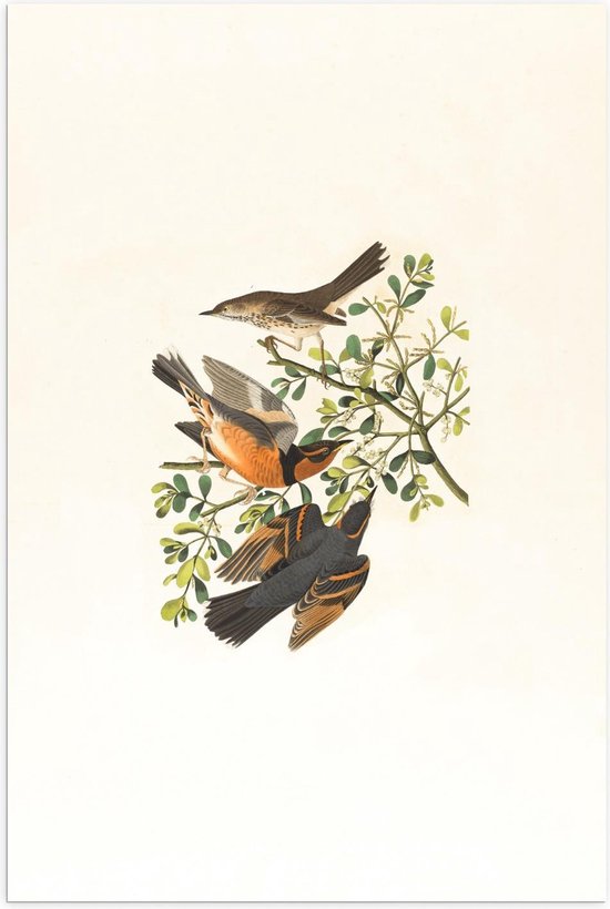 Poster – Getekende Vogels op een Takje - 80x120cm Foto op Posterpapier