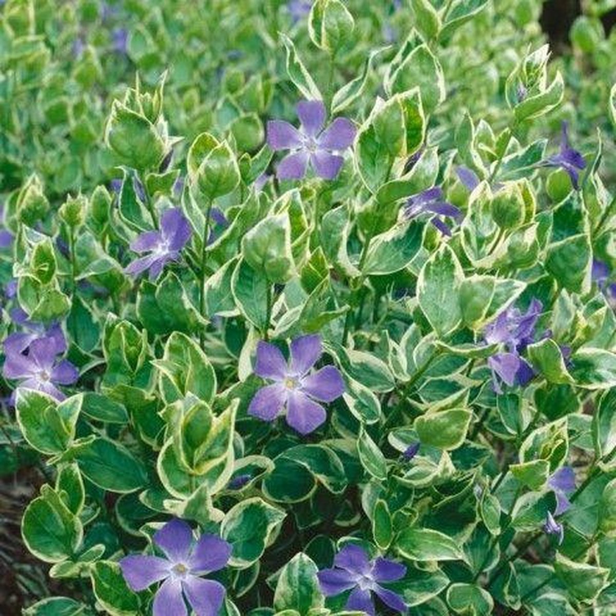 12 X Vinca Major - Grande Pervenche En Pot 9x9 Cm - Plante Vivace Couvre-Sol, Floraison Colorée