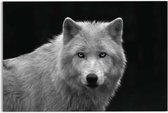 Glasschilderij Witte wolf 78x116 cm