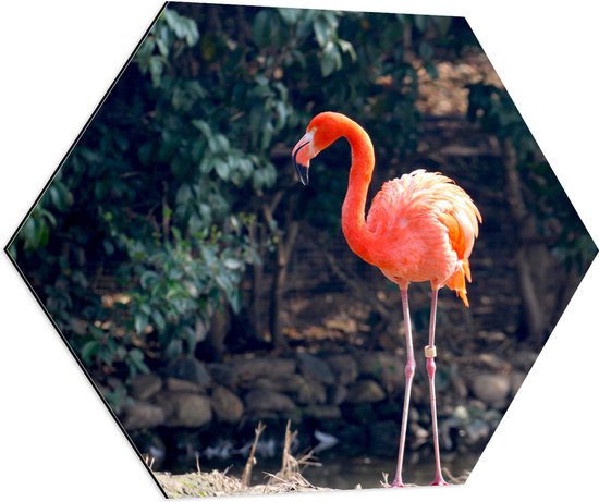 Dibond Hexagon - Staande Roze Flamingo - 70x60.9 cm Foto op Hexagon (Met Ophangsysteem)