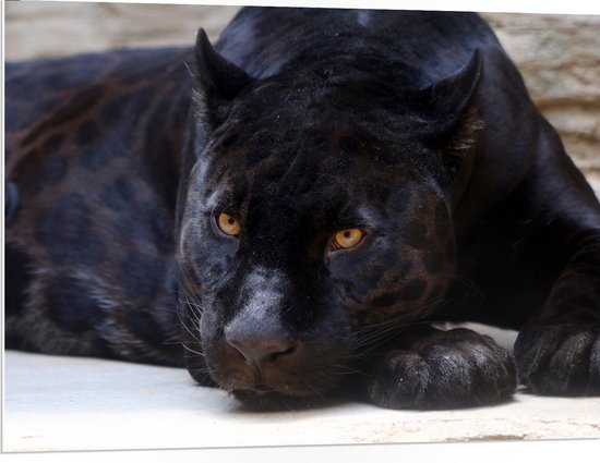 WallClassics - Panneau en mousse PVC – Panthère noire couchée aux yeux Oranje – Photo 100 x 75 cm sur panneau en mousse PVC