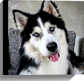 WallClassics - Canvas - Vrolijke Witte met Zwarte Hond - 30x30 cm Foto op Canvas Schilderij (Wanddecoratie op Canvas)