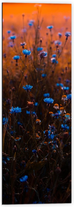 Dibond - Blauw Bloemenveld onder Oranje Kleurige Lucht - 40x120 cm Foto op Aluminium (Met Ophangsysteem)