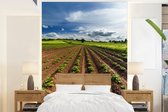 Behang - Fotobehang Planten - Landbouw - Aardappel - Breedte 175 cm x hoogte 240 cm