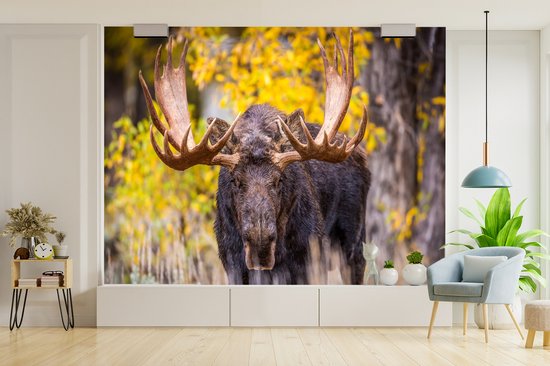 Papier peint - Papier peint photo peint - Orignal dans un paysage d'automne - Largeur 325 cm x hauteur 260 cm