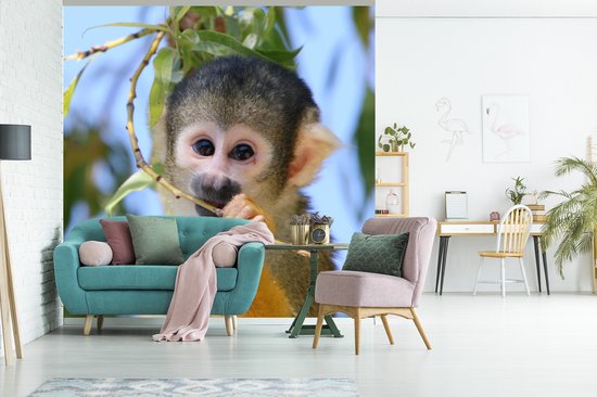 Papier peint Papier peint photo Singe écureuil - Singe écureuil mâchant une branche Papier fotobehang photo vinyle largeur 240 cm x hauteur 240 cm - Tirage photo sur papier peint vinyle (disponible en 7 tailles) - Chambre / salon / bureau
