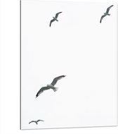 Dibond - Vier Meeuwen Vliegend in de Lucht - 75x100 cm Foto op Aluminium (Met Ophangsysteem)