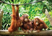 Fotobehang - Vlies Behang - Orang-oetans in de Jungle - Apen - 368 x 254 cm