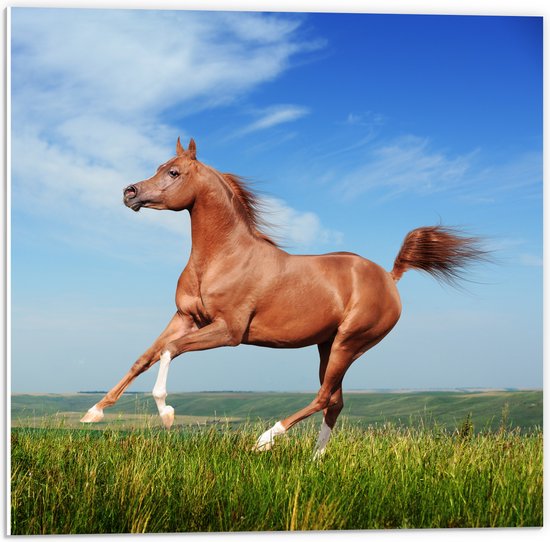 PVC Schuimplaat- Rood Arabisch Paard met Blauwe Lucht - 50x50 cm Foto op PVC Schuimplaat